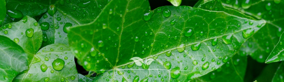 Hedera bemesten zorgt voor een intens groene kleur | Gardline